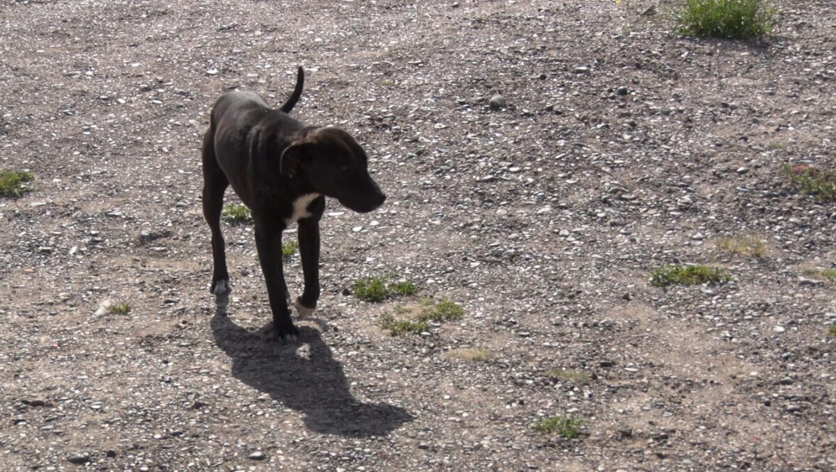 Alerta por perros envenenados