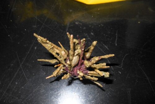 Descubren un nuevo género y especie de erizo de mar