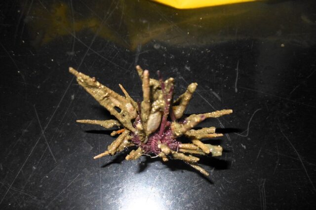 Descubren un nuevo género y especie de erizo de mar