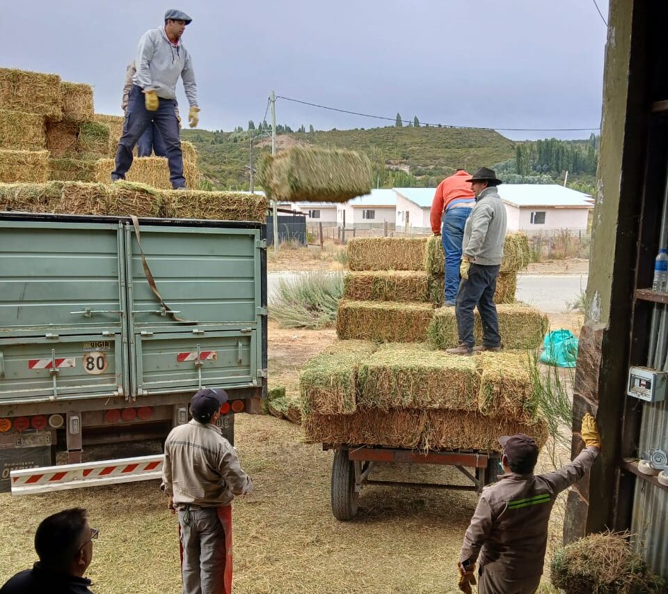El Gobierno del Chubut fortalece el sector ganadero de la Cordillera con la entrega de fardos de alfalfa
