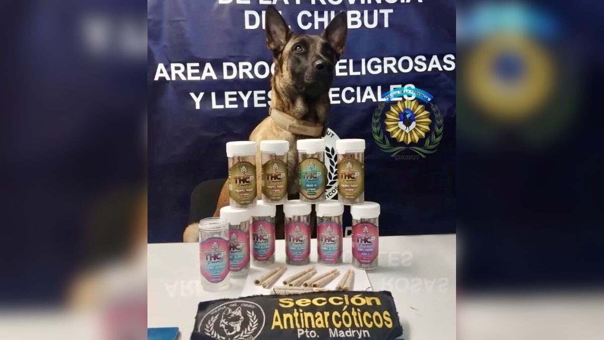 Un perro antinarcóticos detectó marihuana en una encomienda