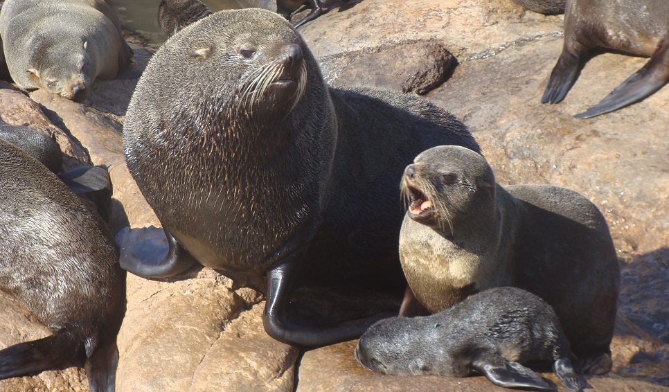 Cómo la caza comercial cambió el mapa de los lobos marinos en Chubut