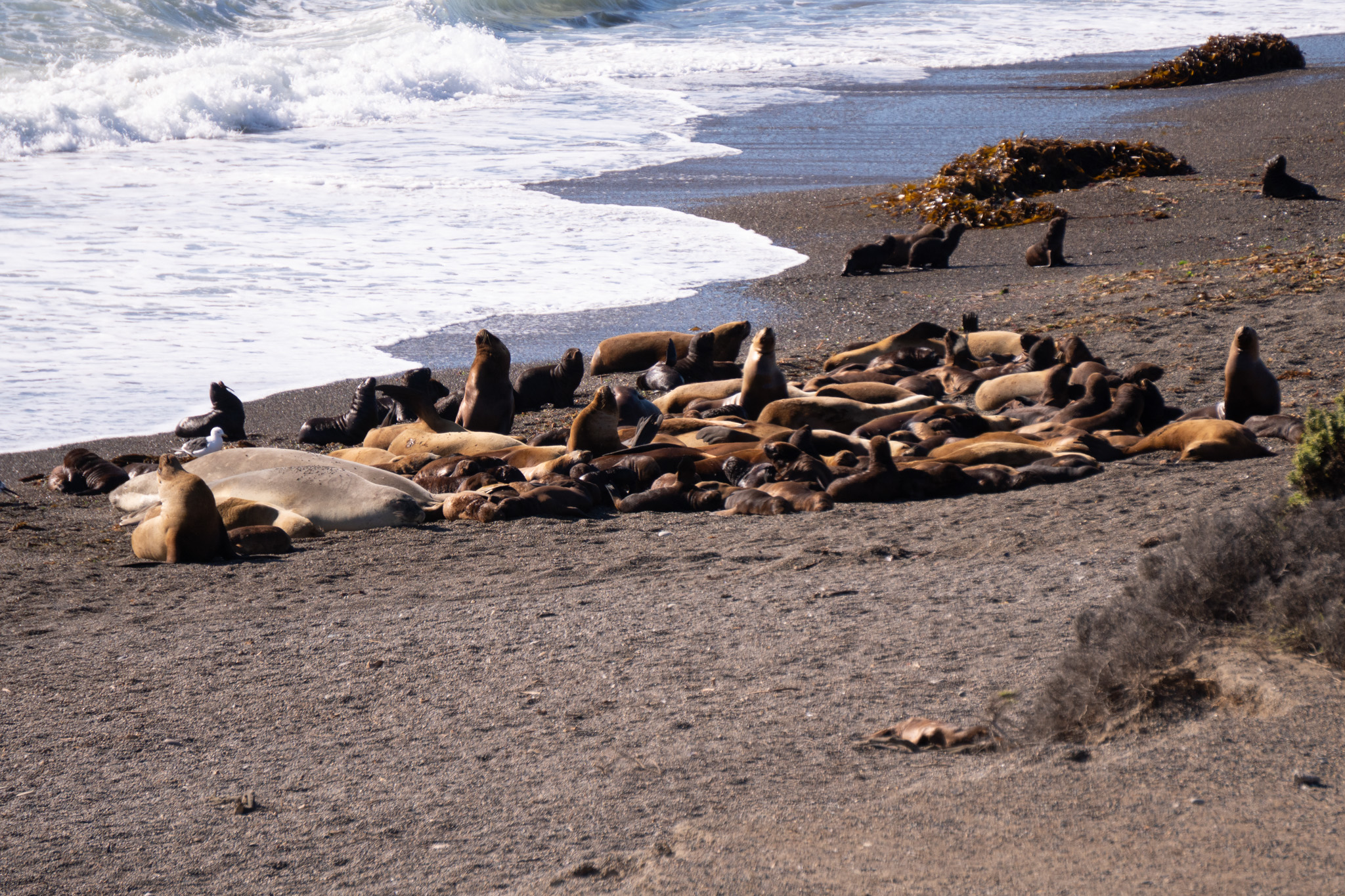 Comenzó la Temporada de Orcas en Chubut
