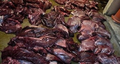 Dos policías investigados por venta ilegal de carne de guanaco