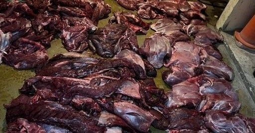 Dos policías investigados por venta ilegal de carne de guanaco