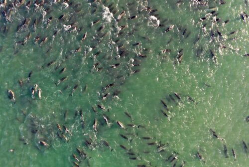 Científicos del CENPAT vinculan por primera vez el varamiento masivo de delfines con la presencia de orcas