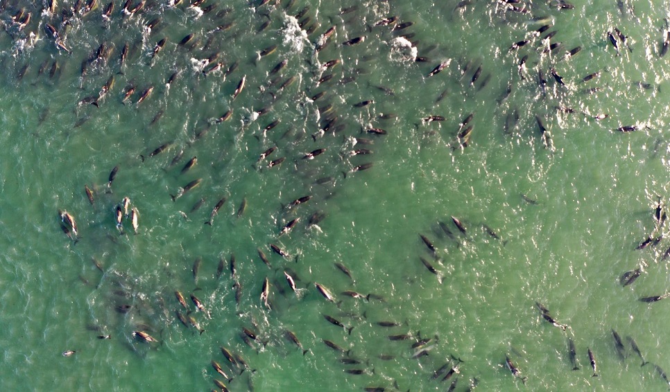 Científicos del CENPAT vinculan por primera vez el varamiento masivo de delfines con la presencia de orcas