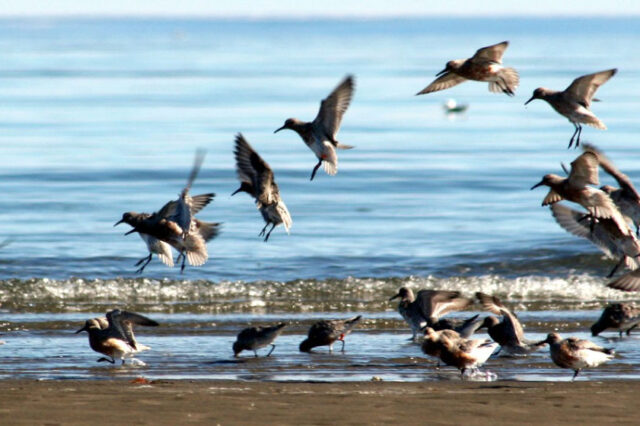 Madryn celebrará el día mundial de las aves migratorias