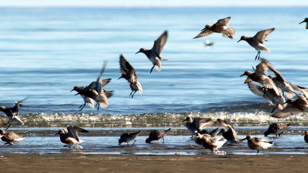 Madryn celebrará el día mundial de las aves migratorias