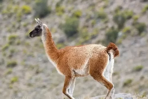 Salud detalló la normativa vigente y recordó que no está habilitada la comercialización de carne de guanaco