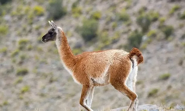 Salud detalló la normativa vigente y recordó que no está habilitada la comercialización de carne de guanaco