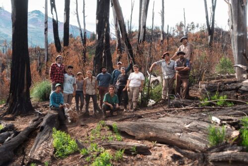 Exitosa campaña de restauración de bosque nativo en Chubut: se plantaron 20.000 árboles en Río Turbio