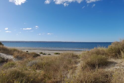 Un diminuto ácaro pone bajo la lupa el equilibrio ecológico de los médanos de Puerto Madryn