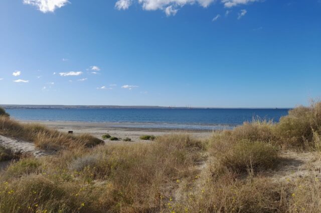 Un diminuto ácaro pone bajo la lupa el equilibrio ecológico de los médanos de Puerto Madryn