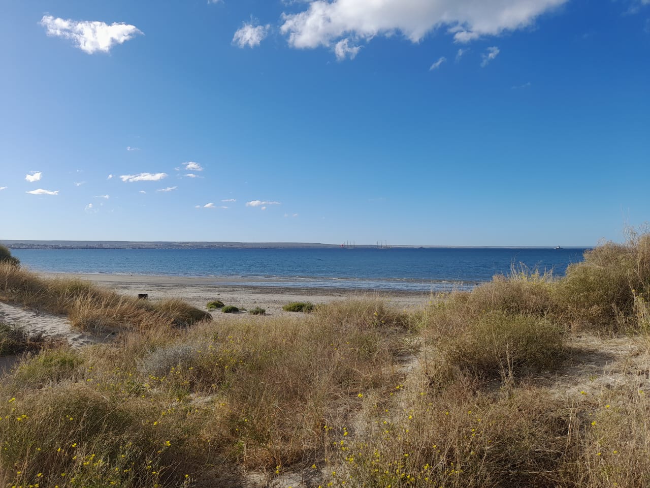 Un diminuto ácaro pone bajo la lupa el equilibrio ecológico de los médanos de Puerto Madryn
