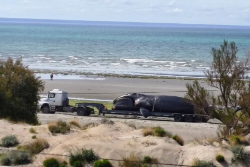 Madryn: aparecieron cuatro ballenas muertas en menos de 24 horas