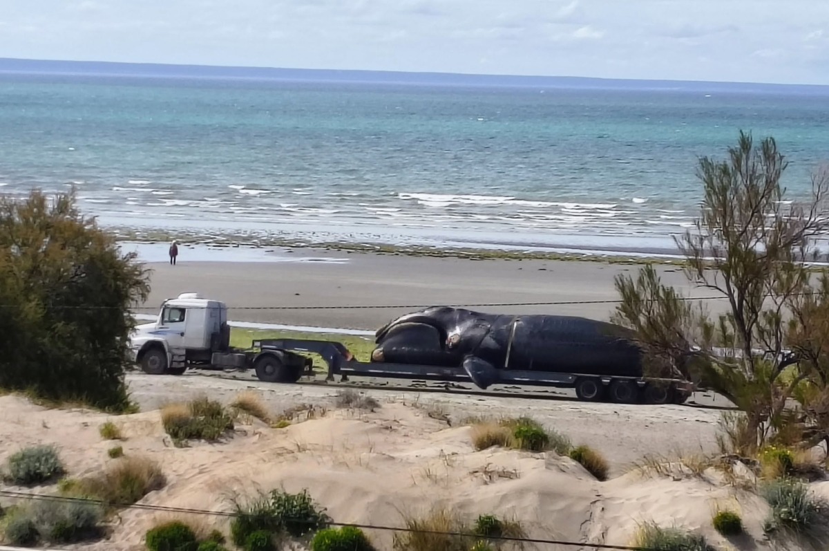Madryn: aparecieron cuatro ballenas muertas en menos de 24 horas
