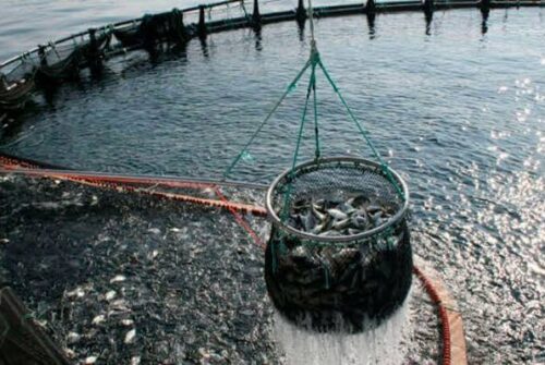 Puerto Madryn será sede de una jornada nacional sobre acuicultura