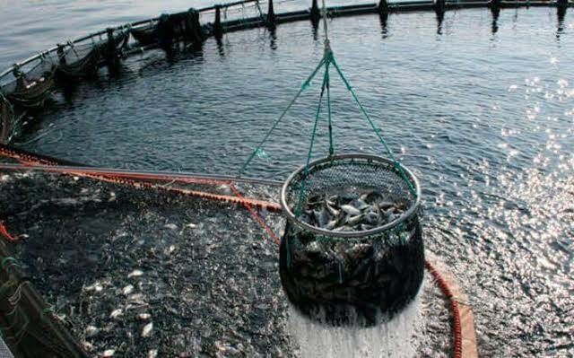 Puerto Madryn será sede de una jornada nacional sobre acuicultura