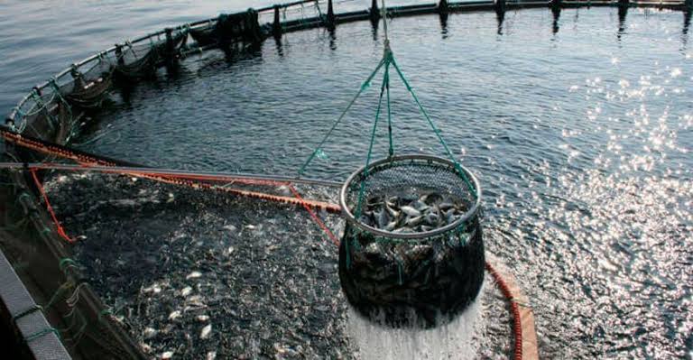 Puerto Madryn será sede de una jornada nacional sobre acuicultura
